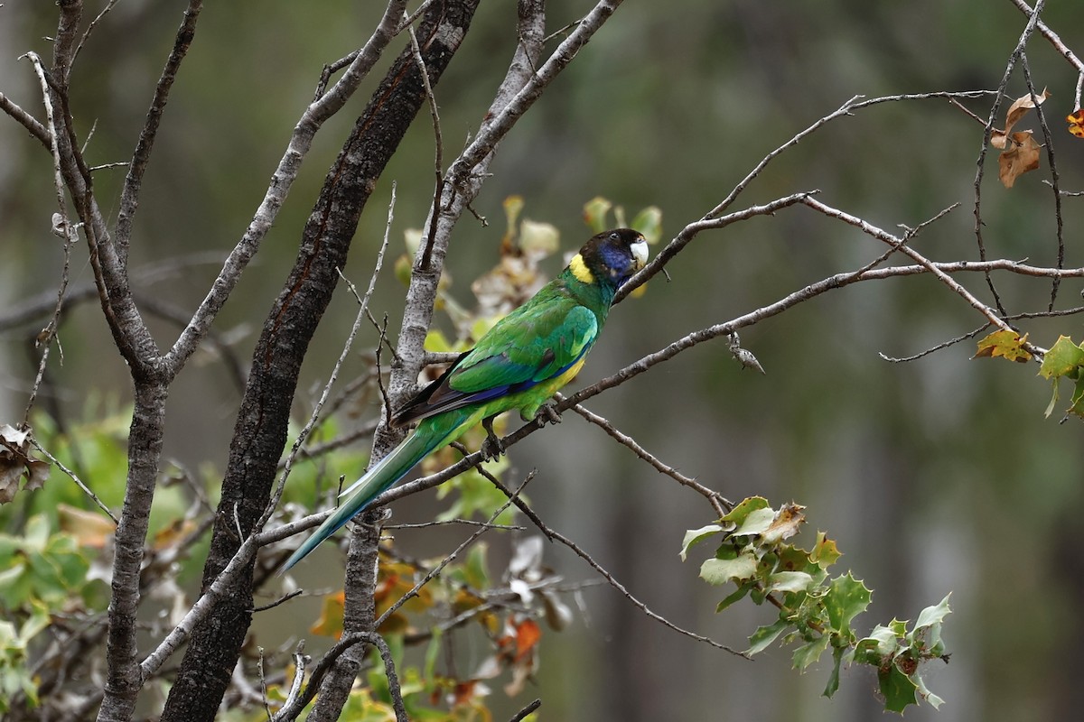 Australian Ringneck - ML646978458