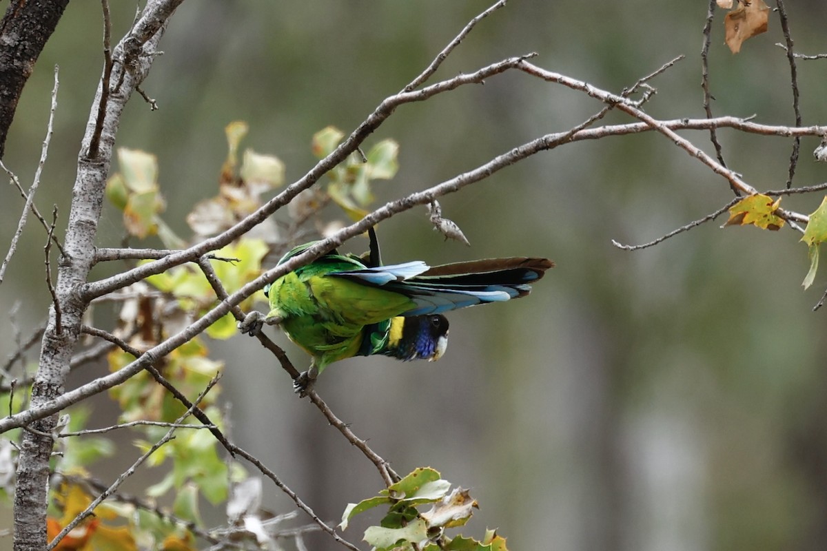 Australian Ringneck - ML646978459