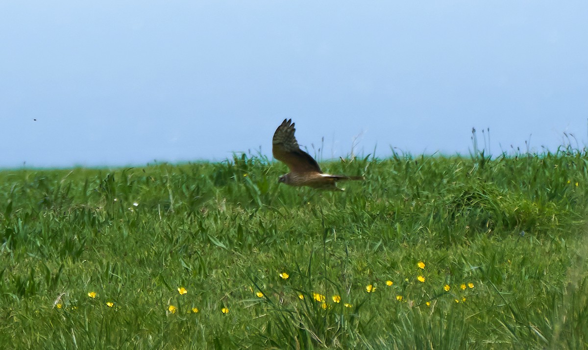 Bozkır Delicesi - ML646978463