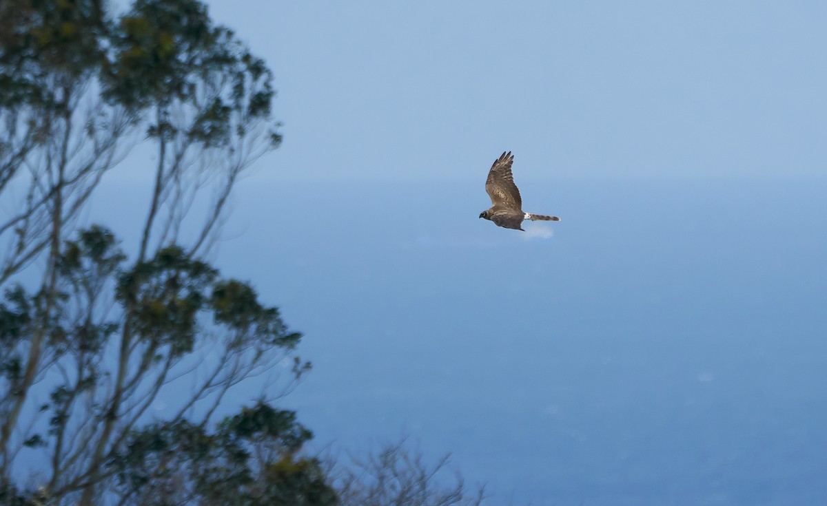 Bozkır Delicesi - ML646978464