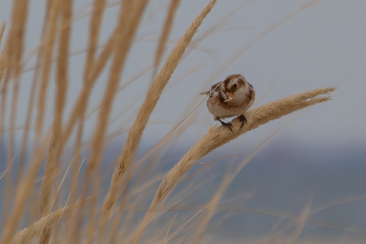 Snow Bunting - ML646978465