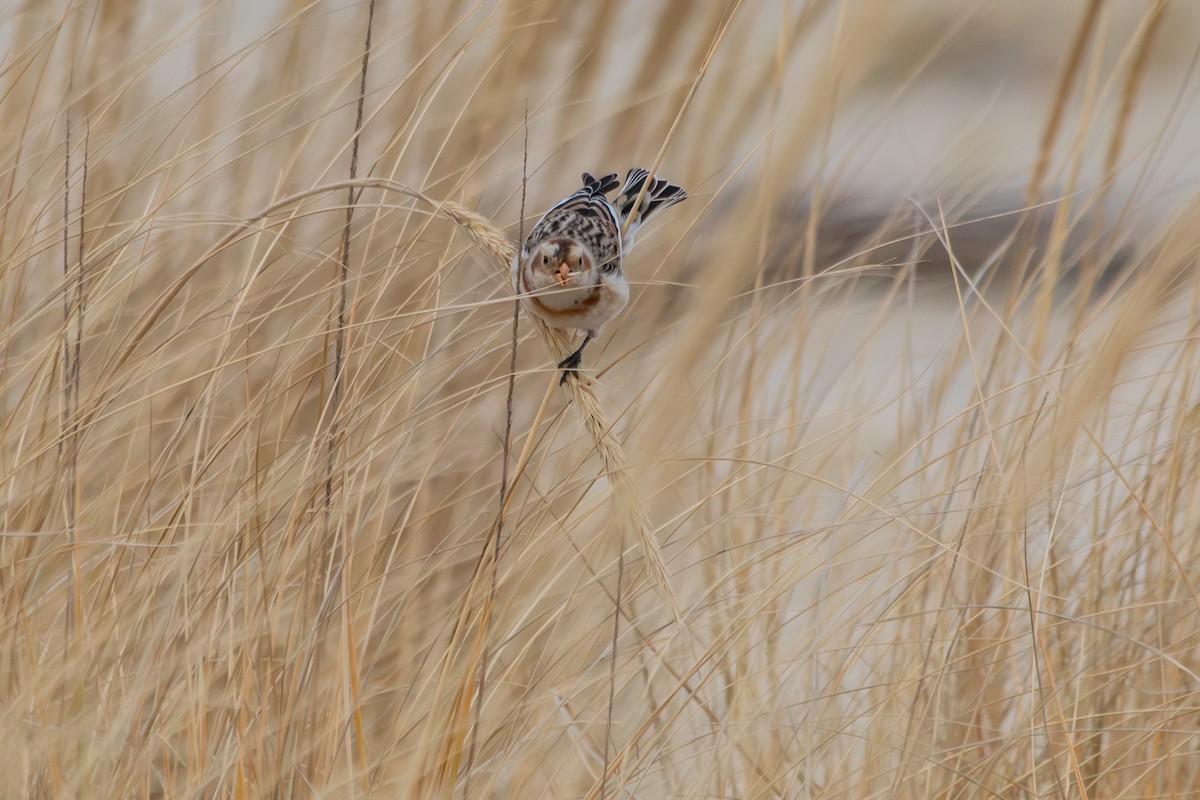 Snow Bunting - ML646978467