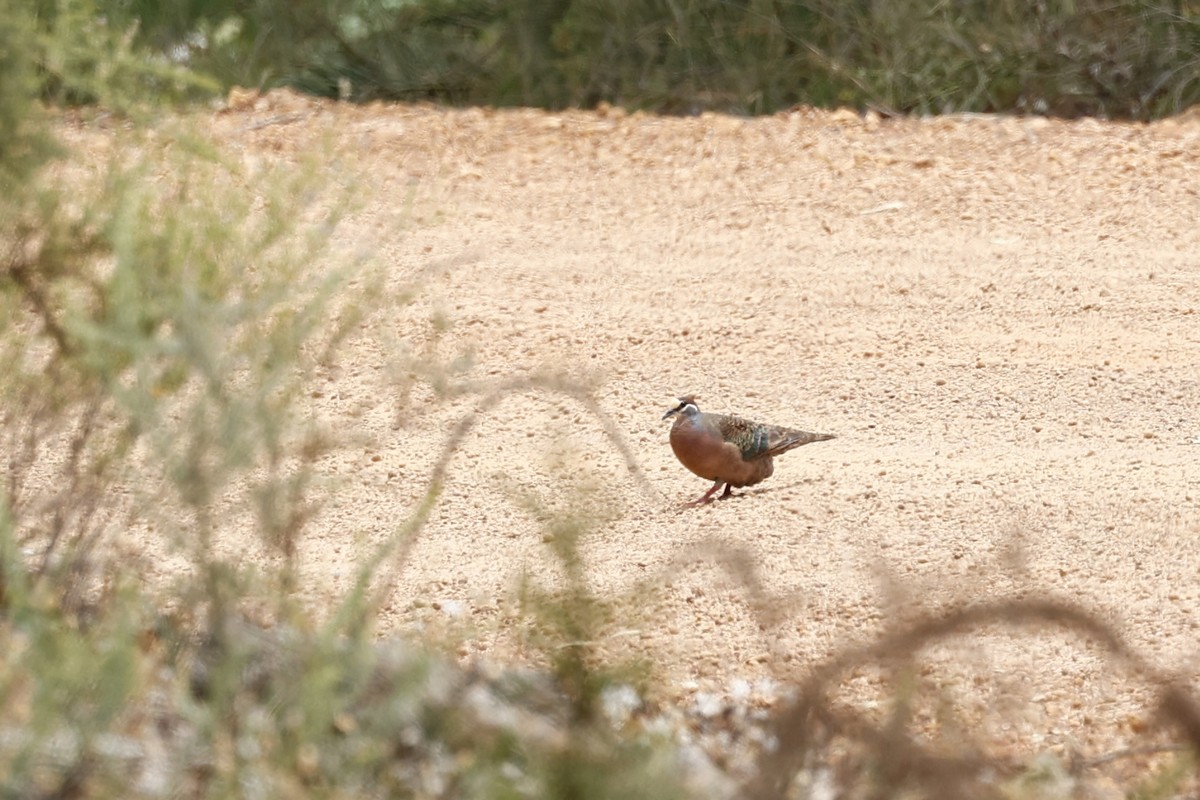 Common Bronzewing - ML646978468