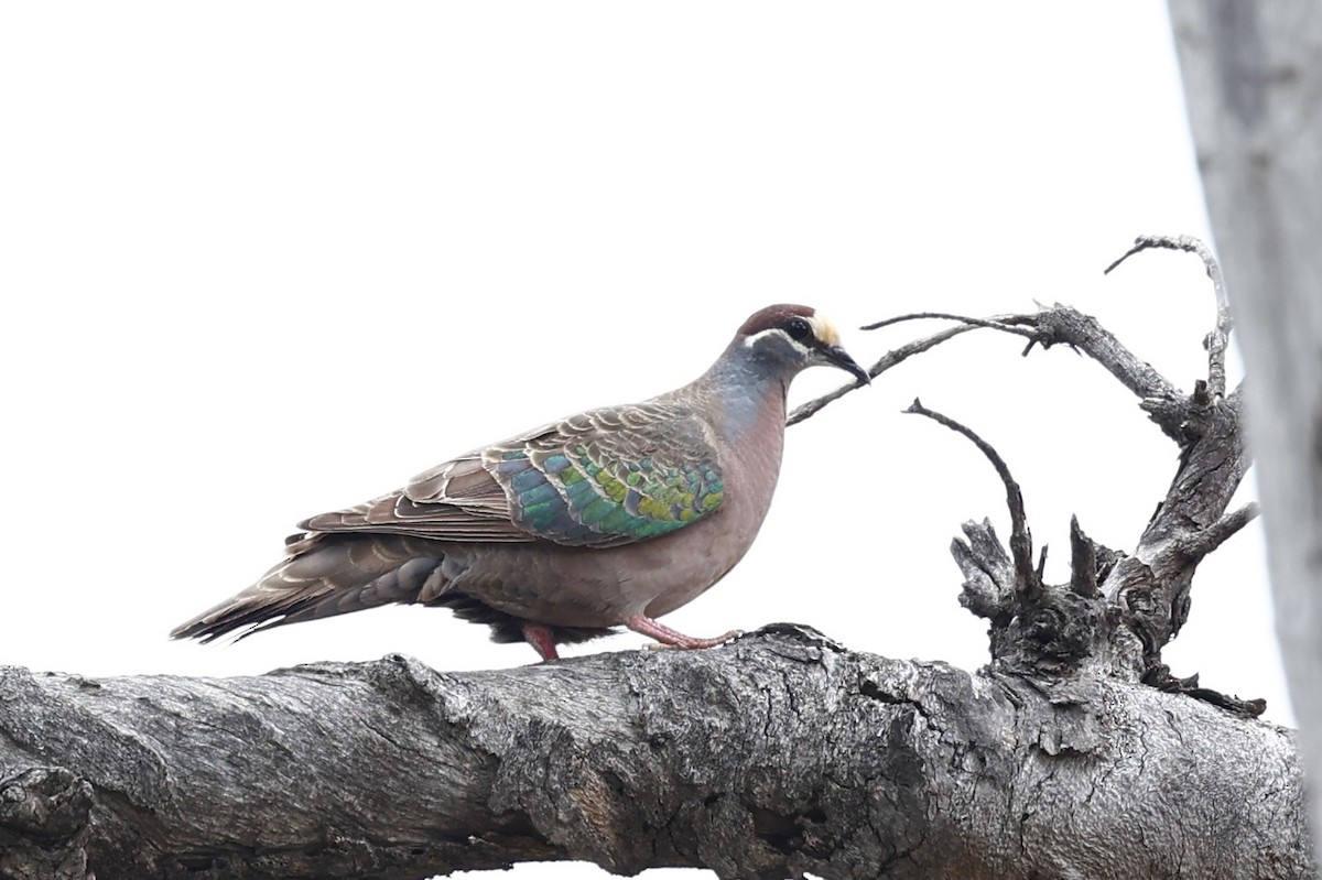 Common Bronzewing - ML646978469