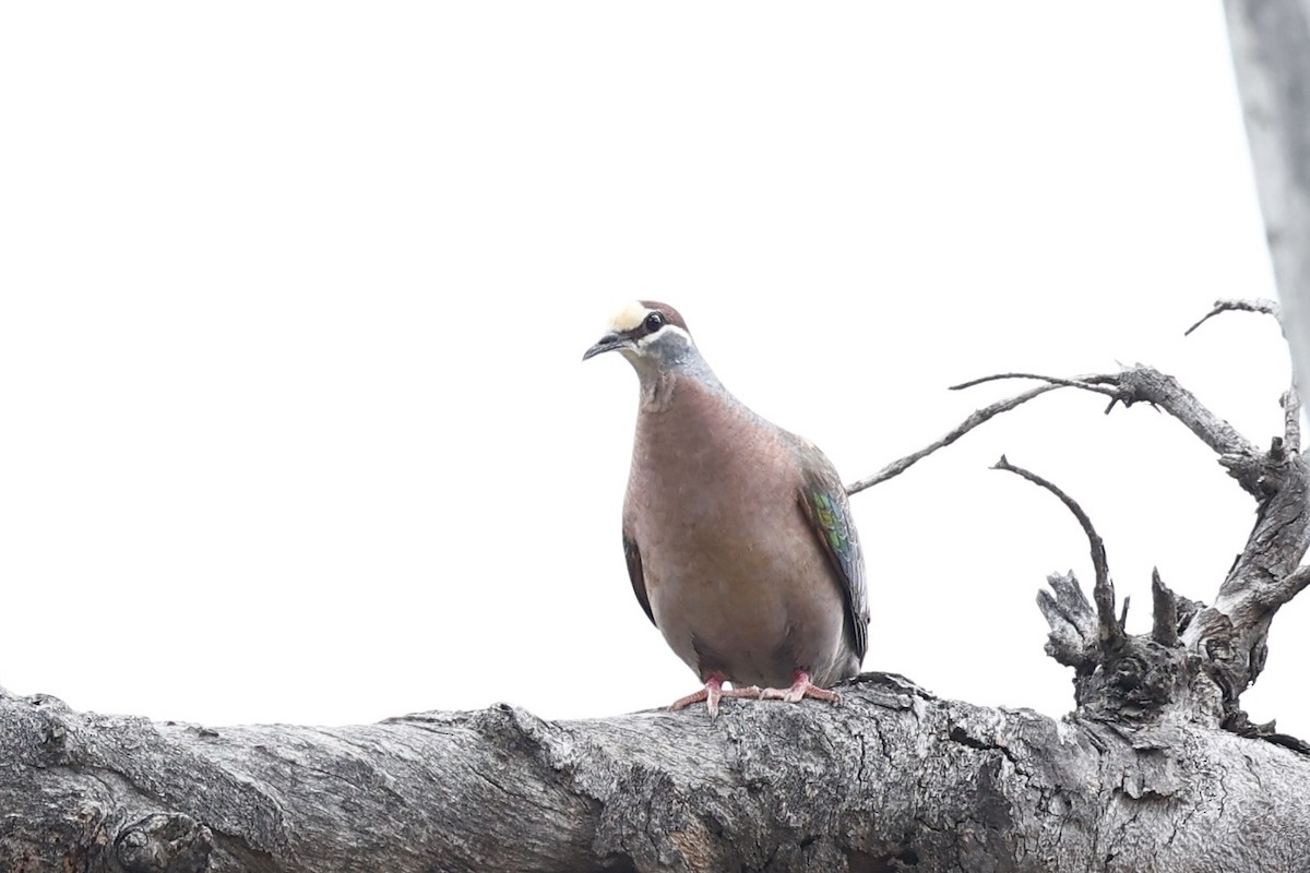 Common Bronzewing - ML646978470