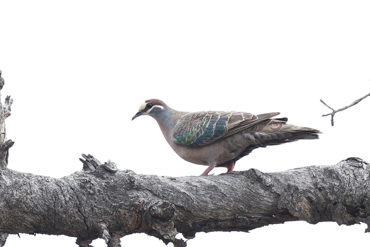 Common Bronzewing - ML646978471