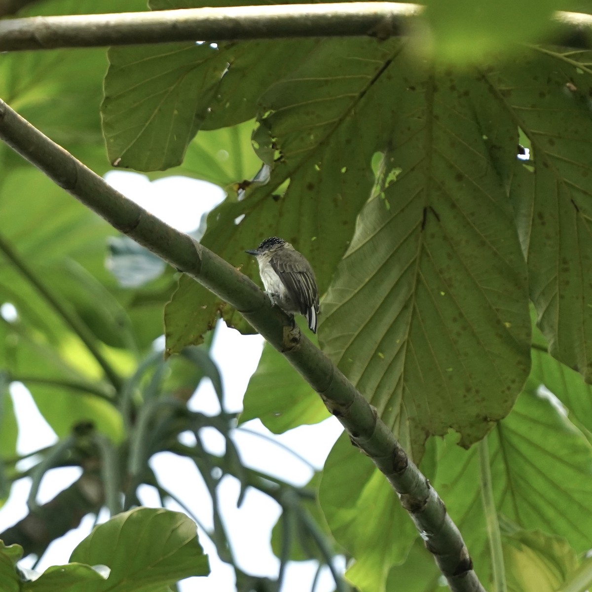 Grayish Piculet - ML646978475