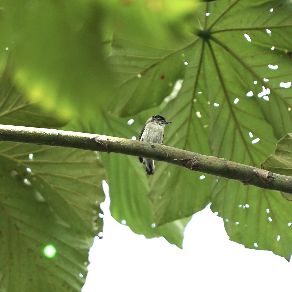 Grayish Piculet - ML646978476