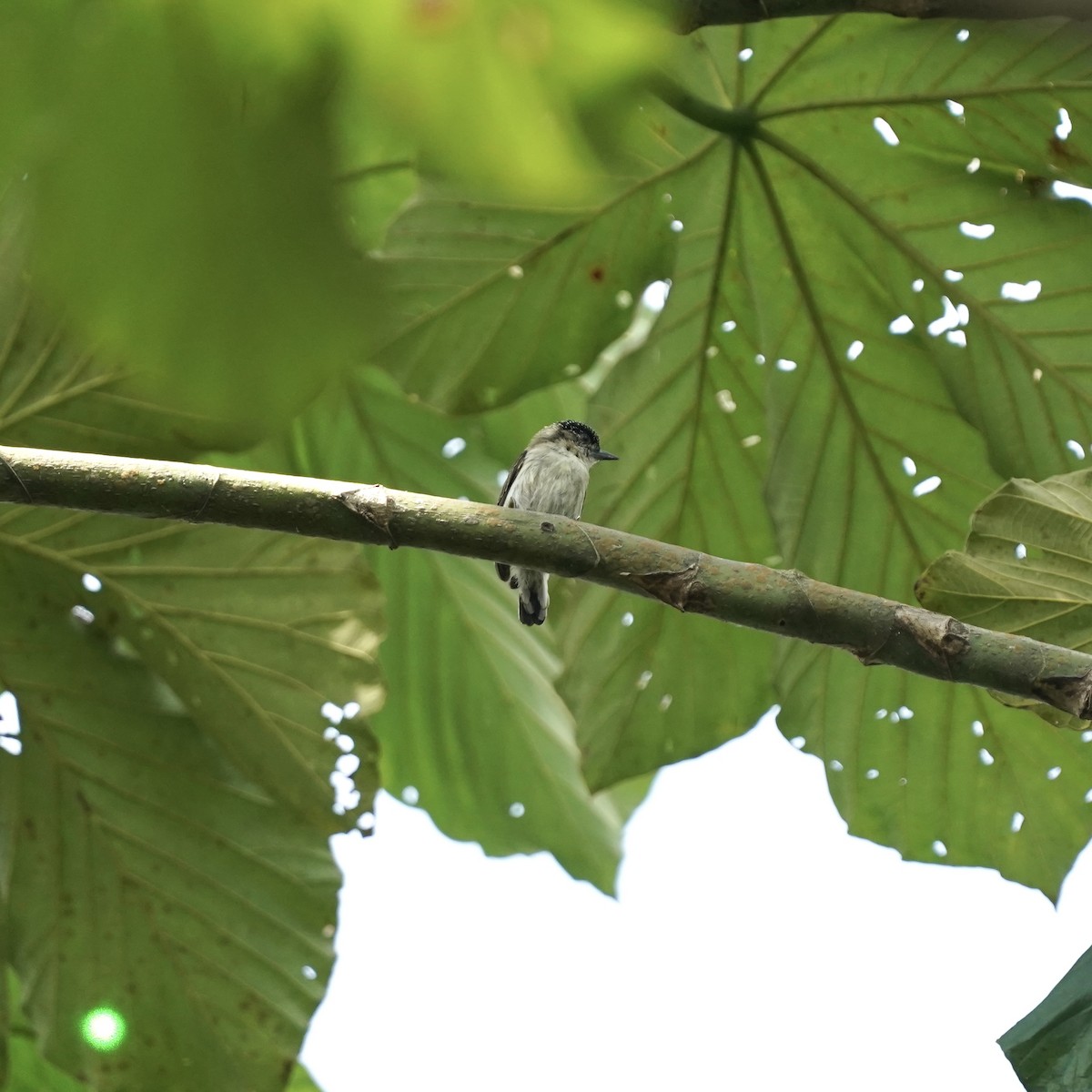 Grayish Piculet - ML646978477