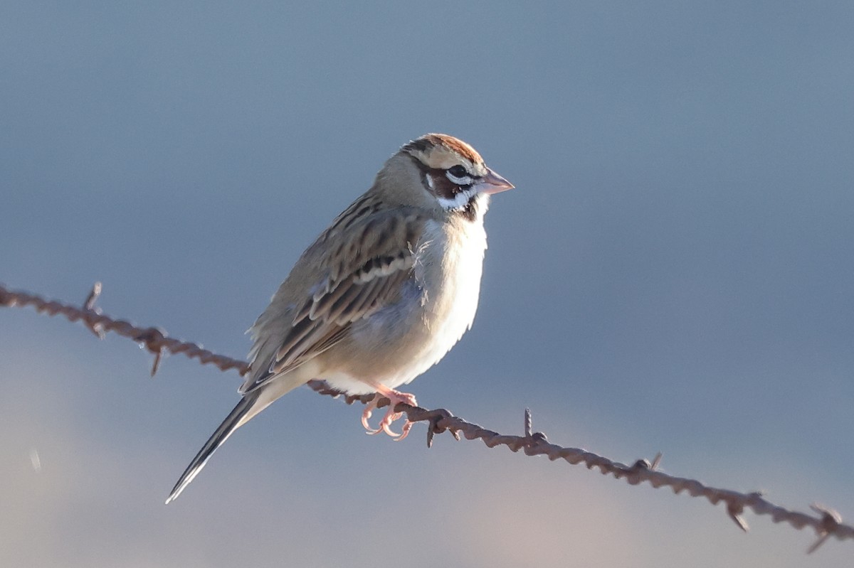 Lark Sparrow - ML646978479