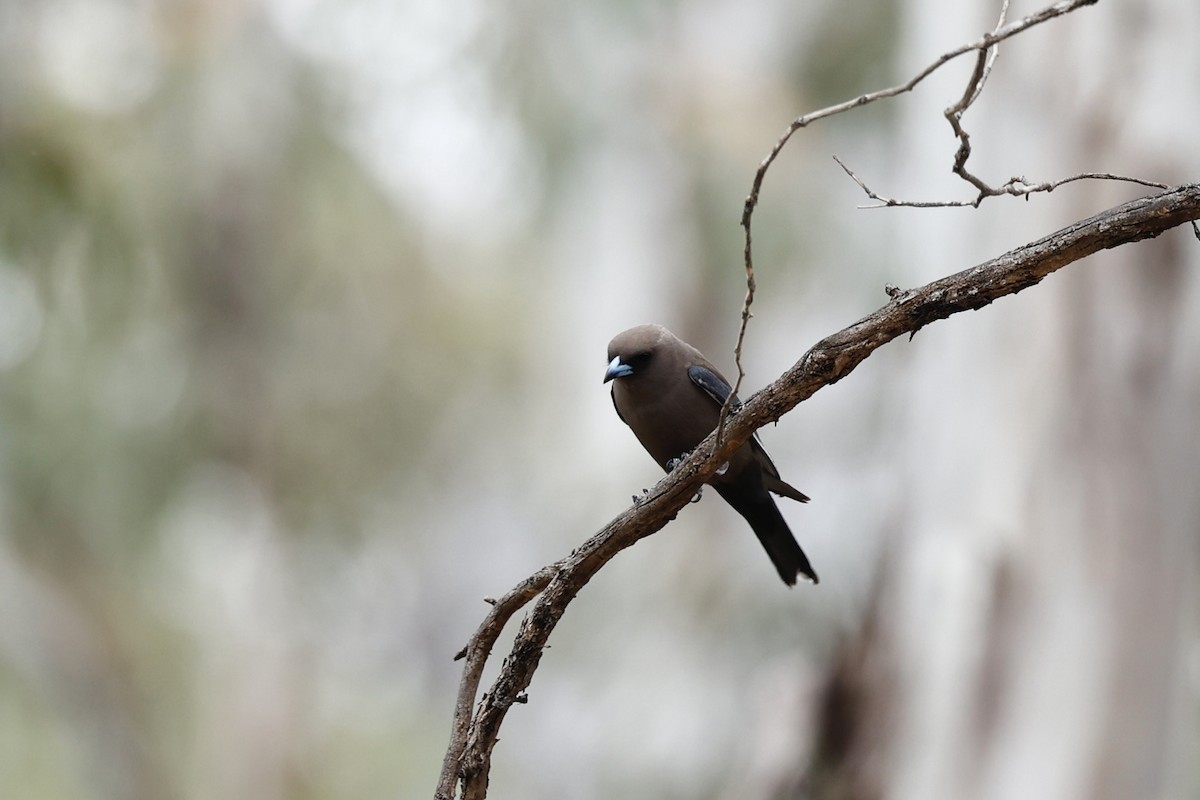 Dusky Woodswallow - ML646978480