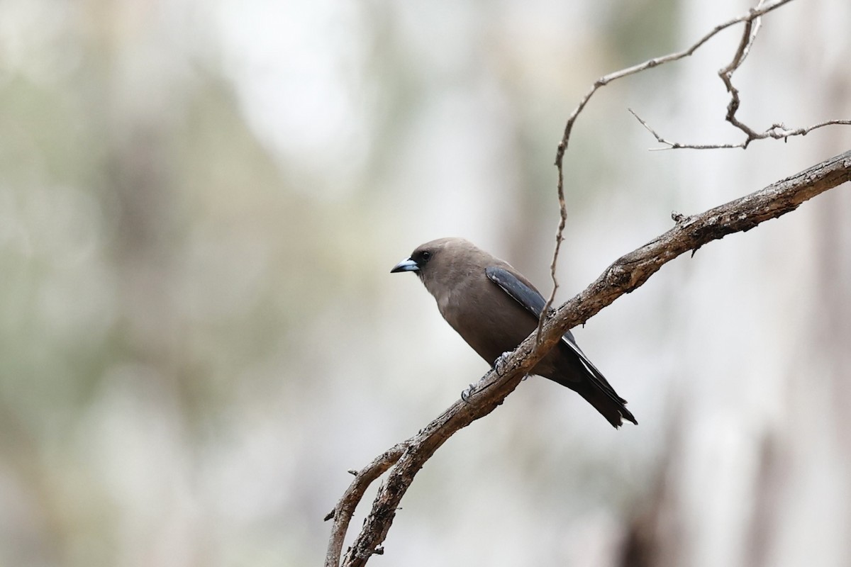 Dusky Woodswallow - ML646978481