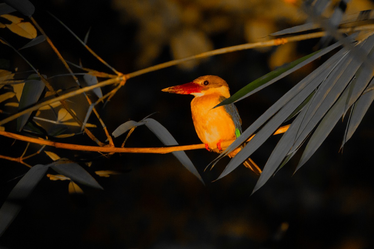 Stork-billed Kingfisher - ML646978483
