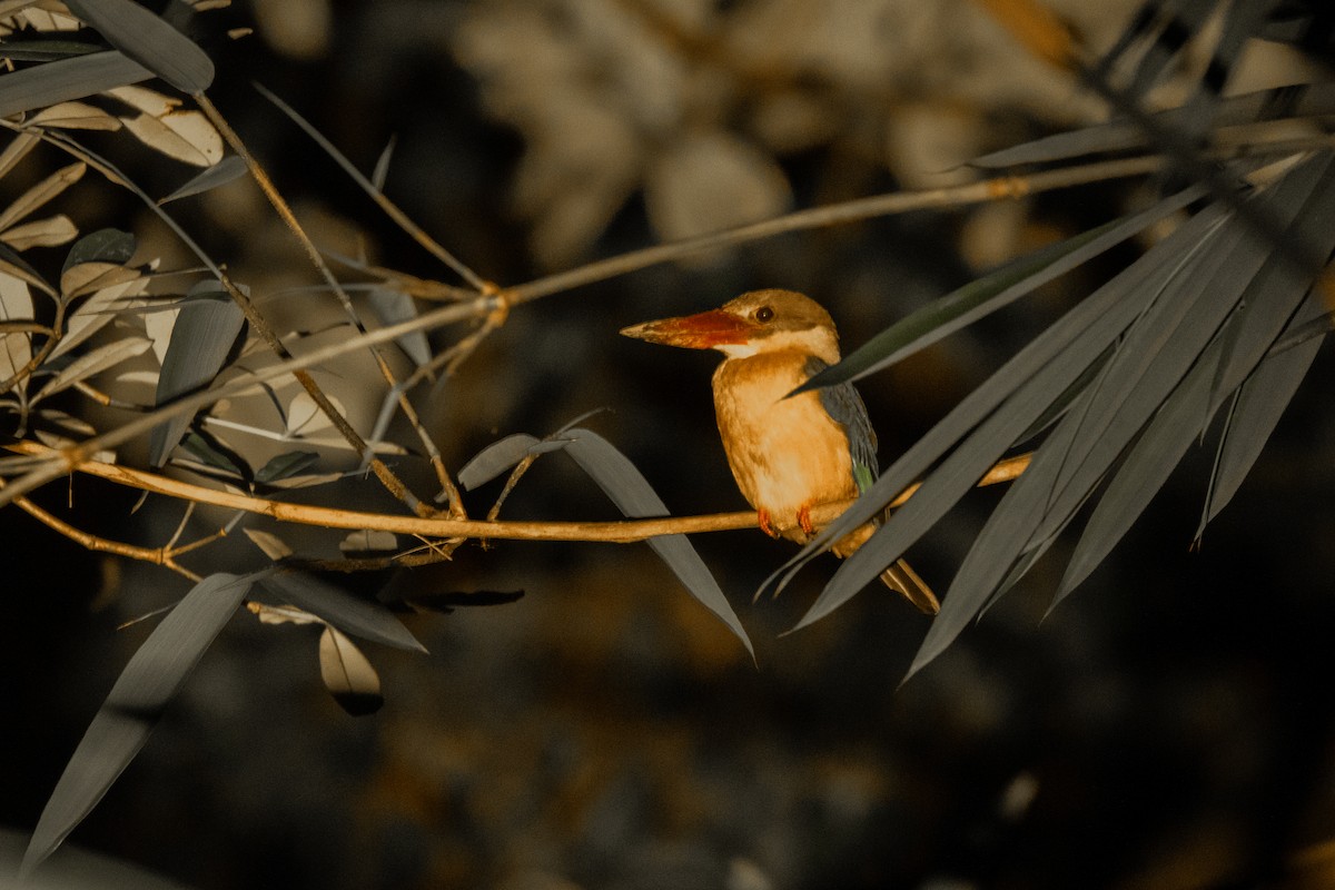 Stork-billed Kingfisher - ML646978484