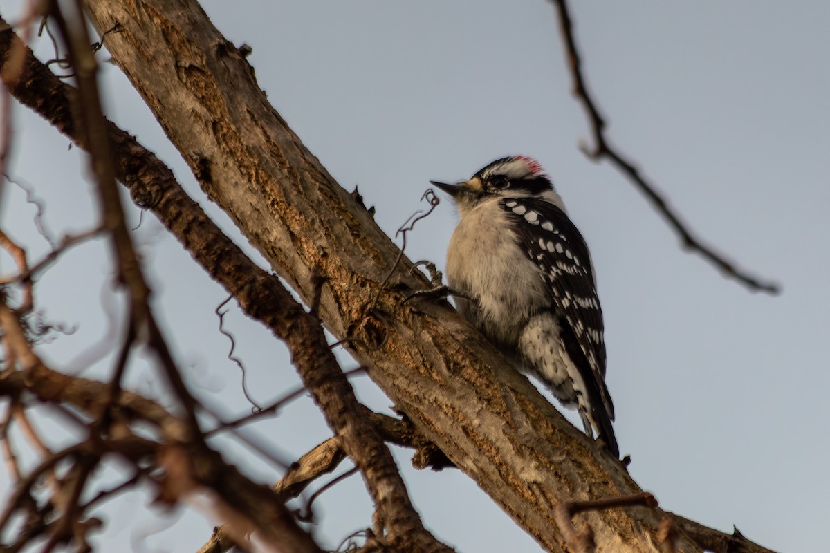 Downy Woodpecker (Eastern) - ML646978491