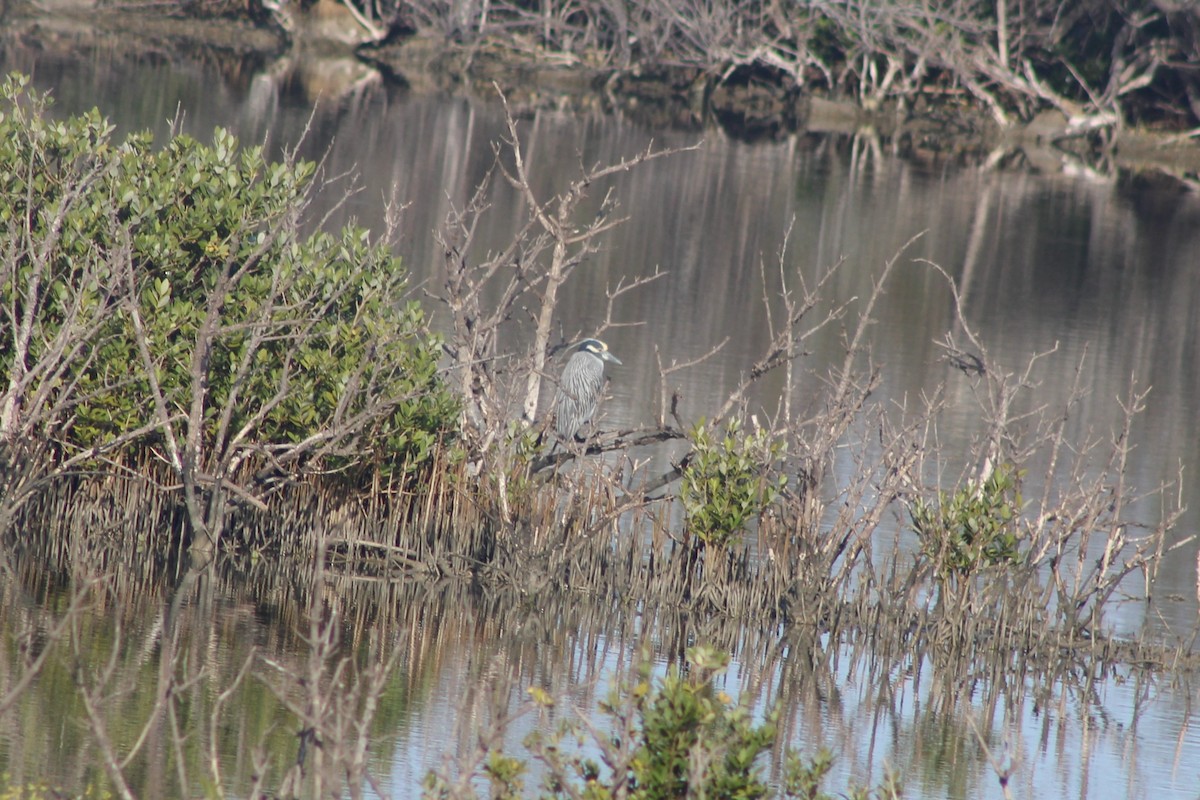 Krabbenreiher - ML646978492