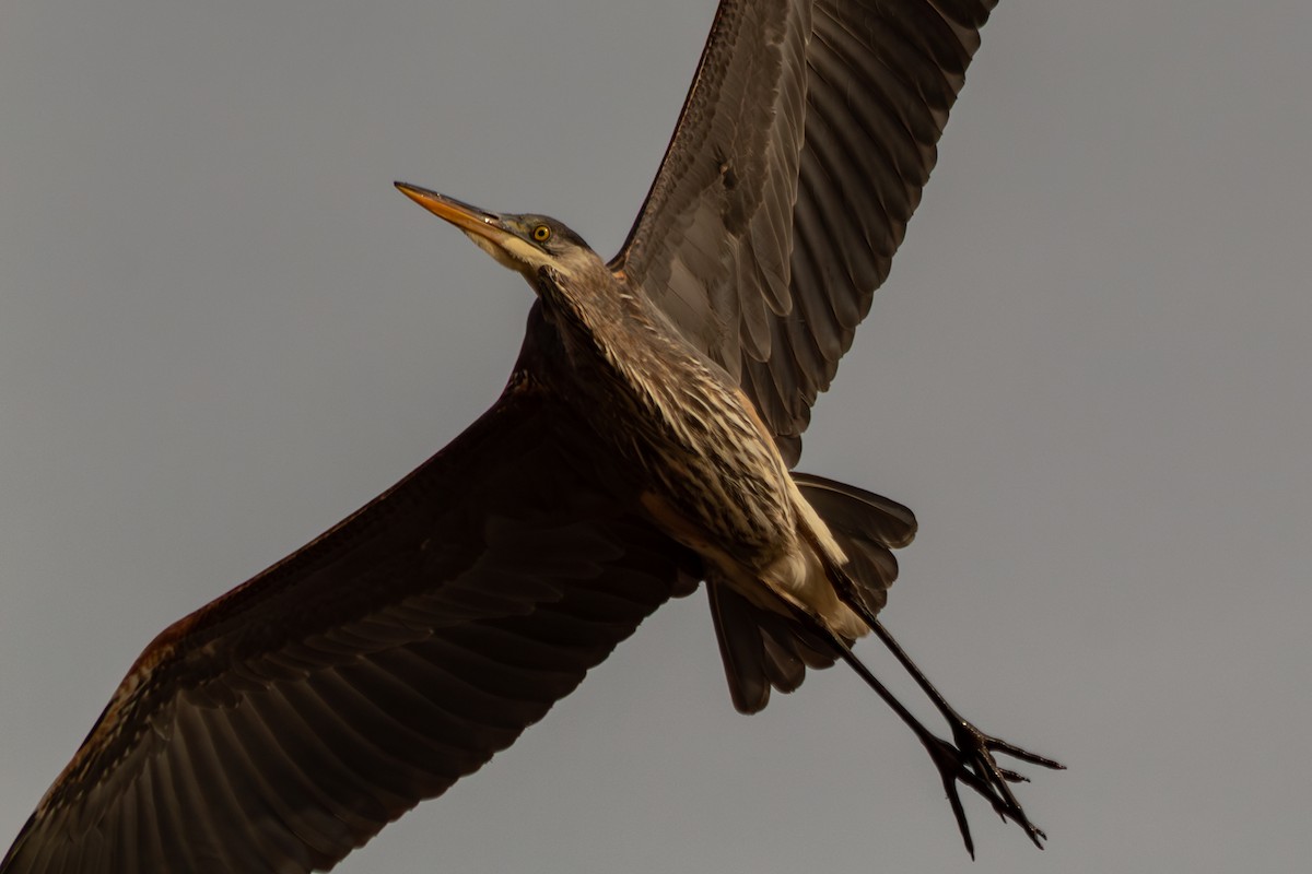Great Blue Heron (Great Blue) - ML646978497