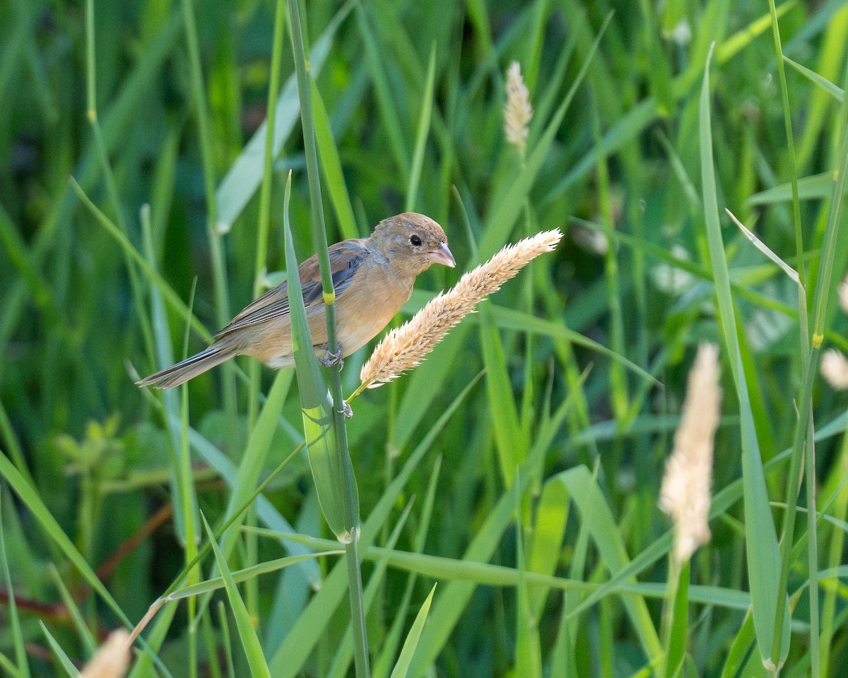 Лазурный колорин - ML646978498