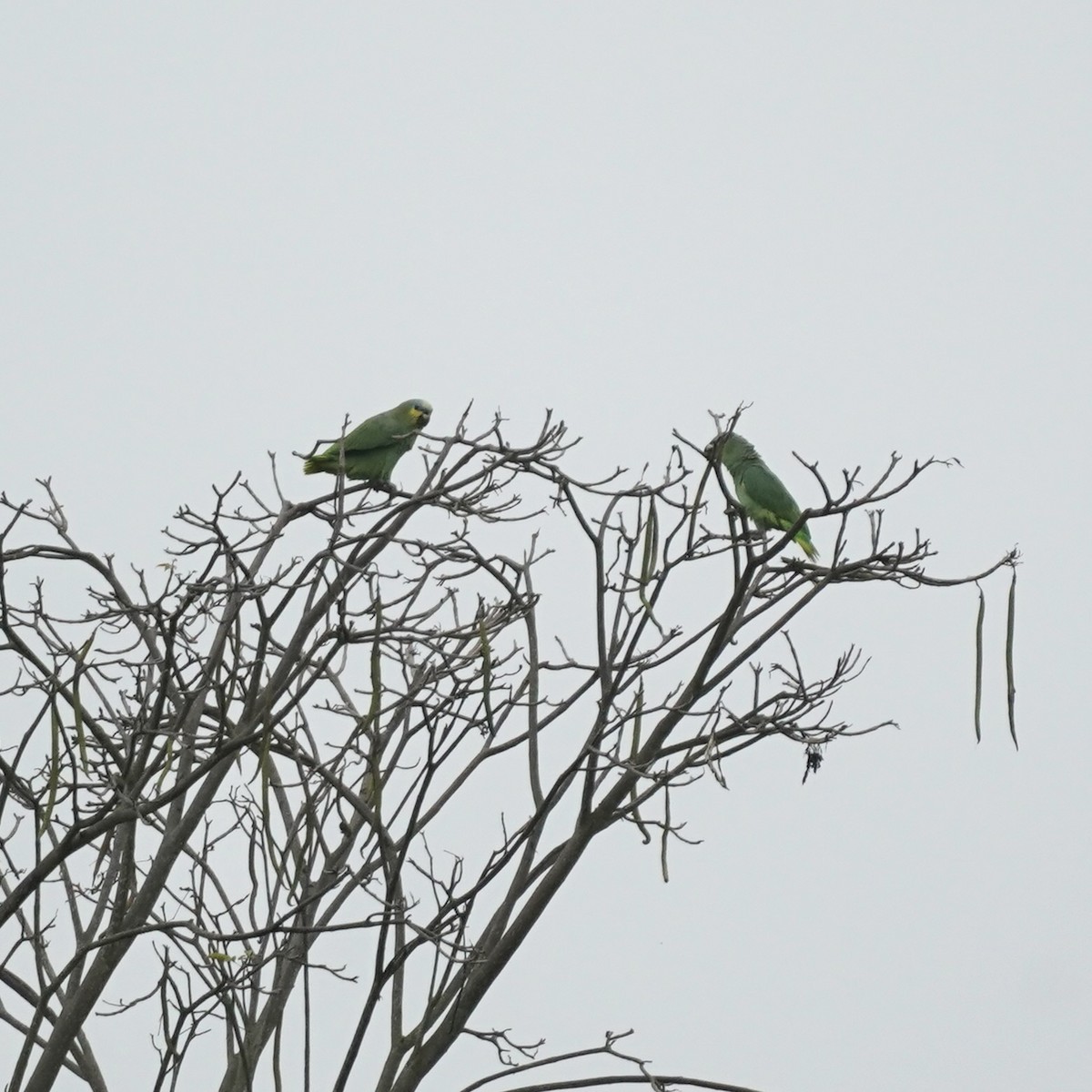 Orange-winged Amazon - ML646978502