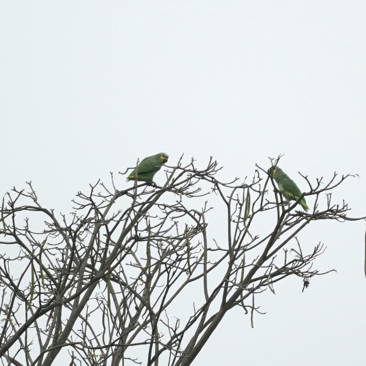 Orange-winged Amazon - ML646978503