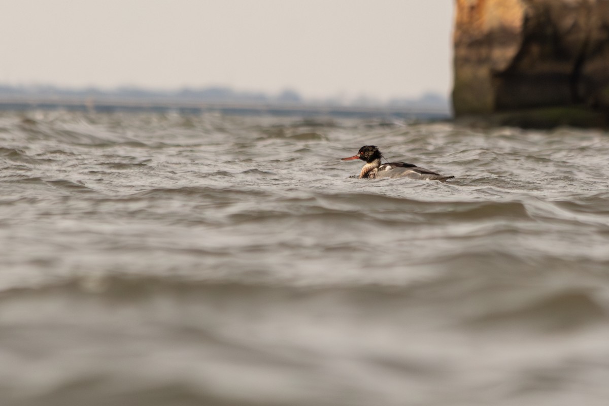 Red-breasted Merganser - ML646978504