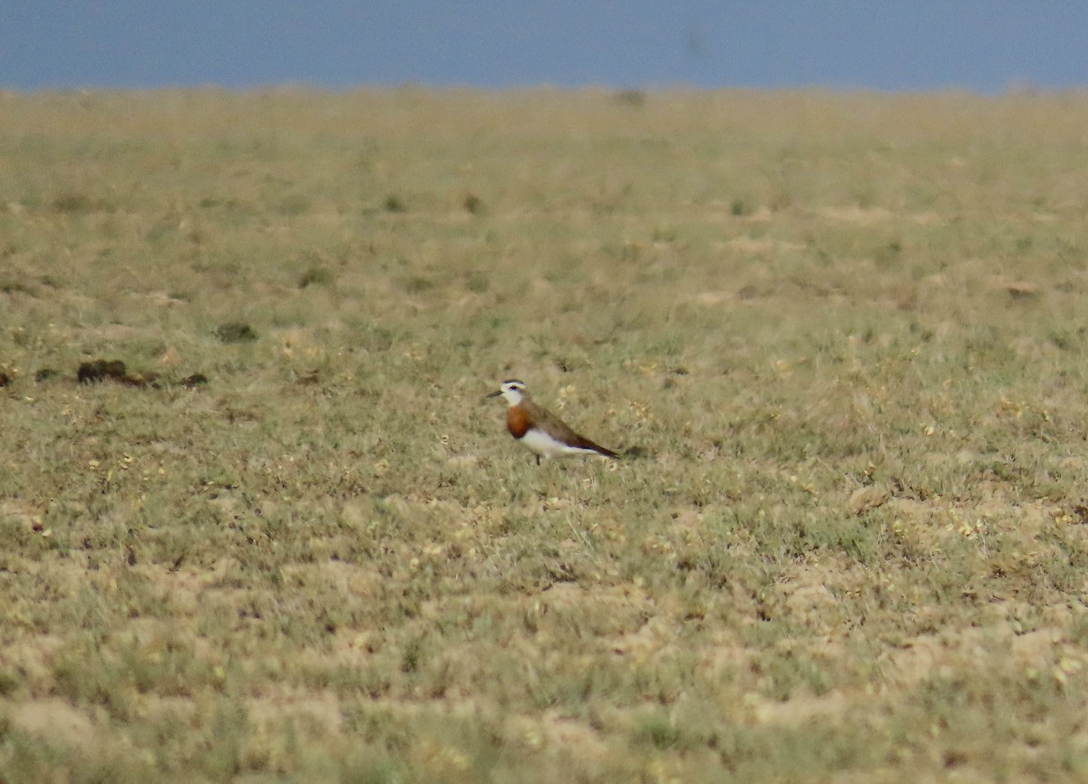 Pluvier asiatique - ML646978505