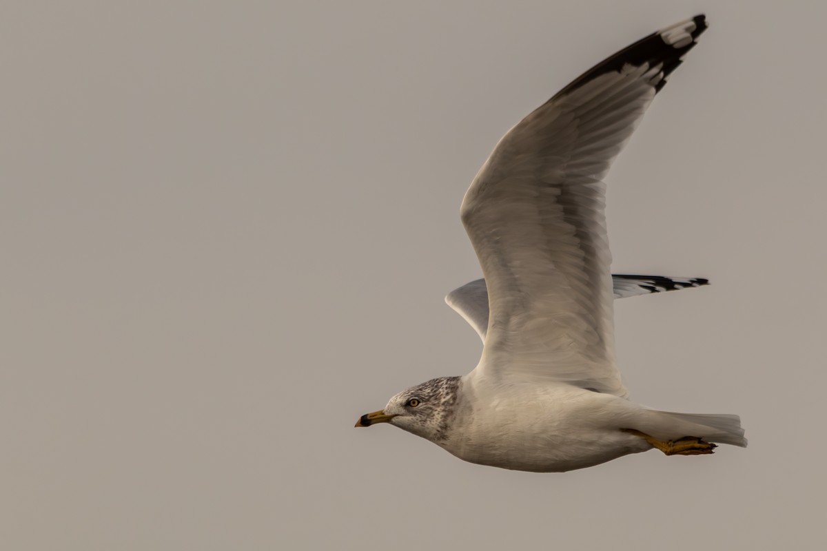 Ring-billed Gull - ML646978509