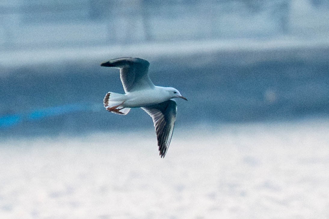 Slender-billed Gull - ML646978514