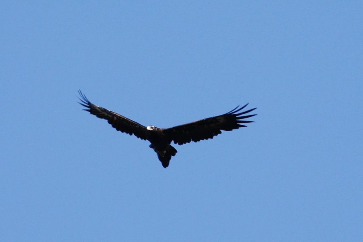 Wedge-tailed Eagle - ML646978515