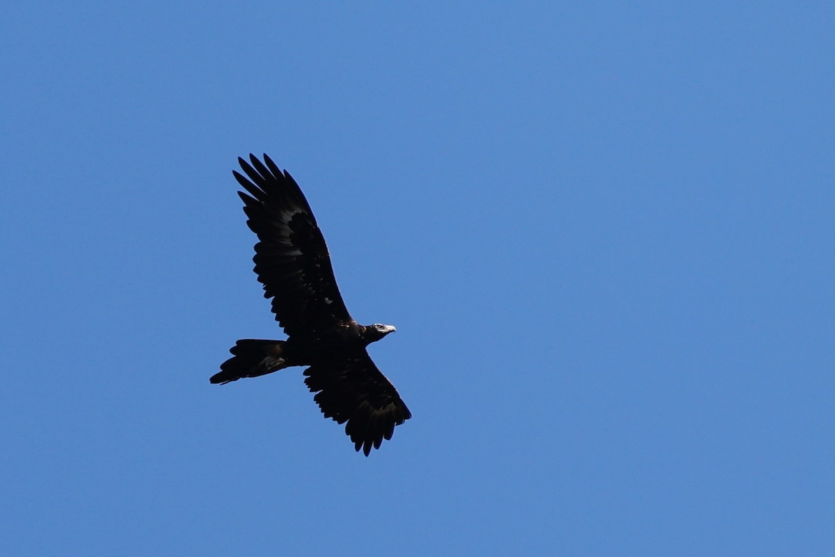 Wedge-tailed Eagle - ML646978516