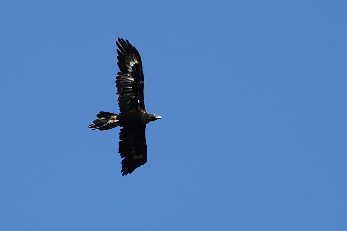 Wedge-tailed Eagle - ML646978517