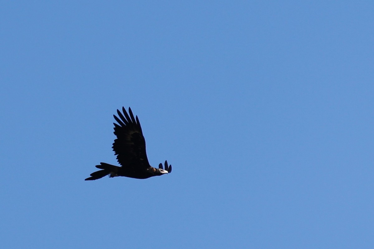Wedge-tailed Eagle - ML646978518