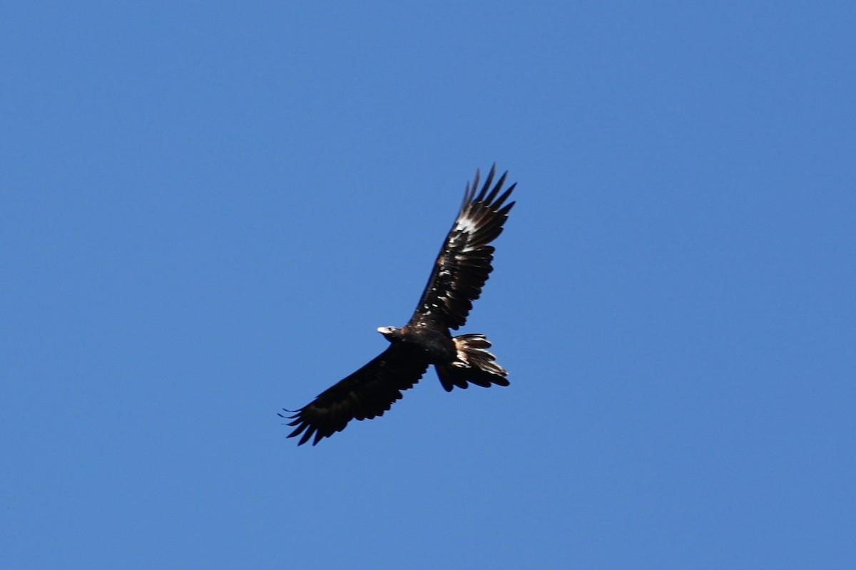 Wedge-tailed Eagle - ML646978519