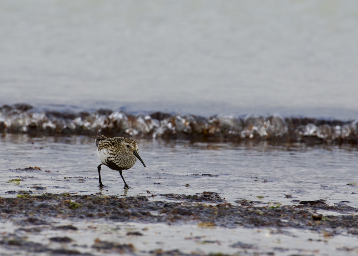 ハマシギ - ML646978522