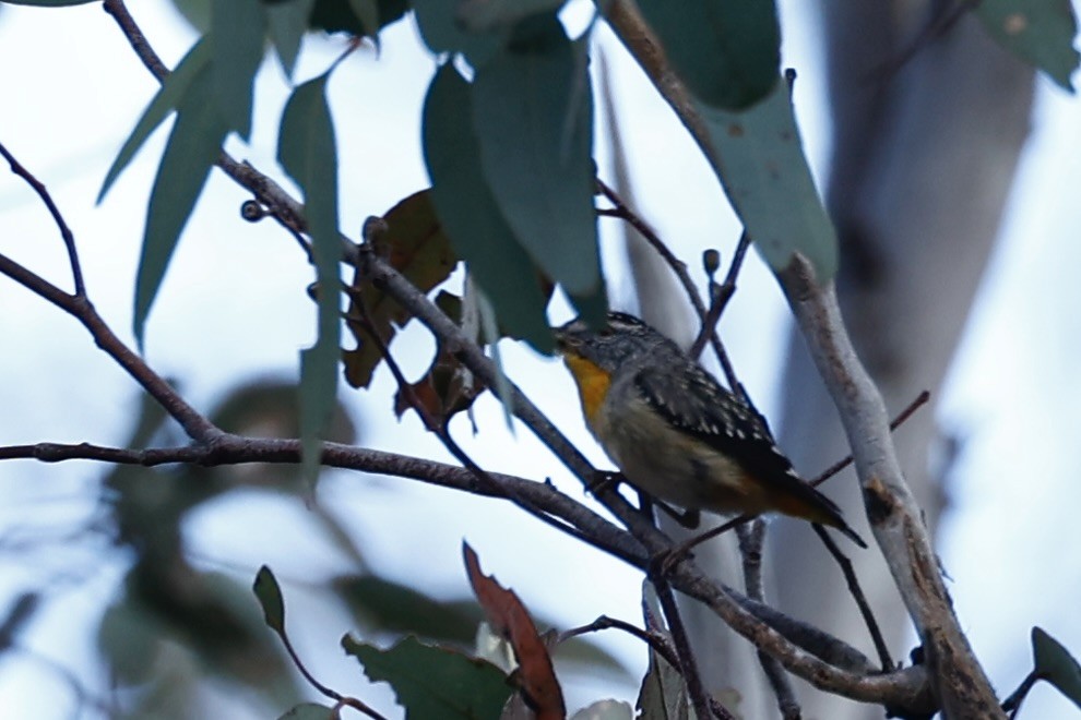 Spotted Pardalote - ML646978523