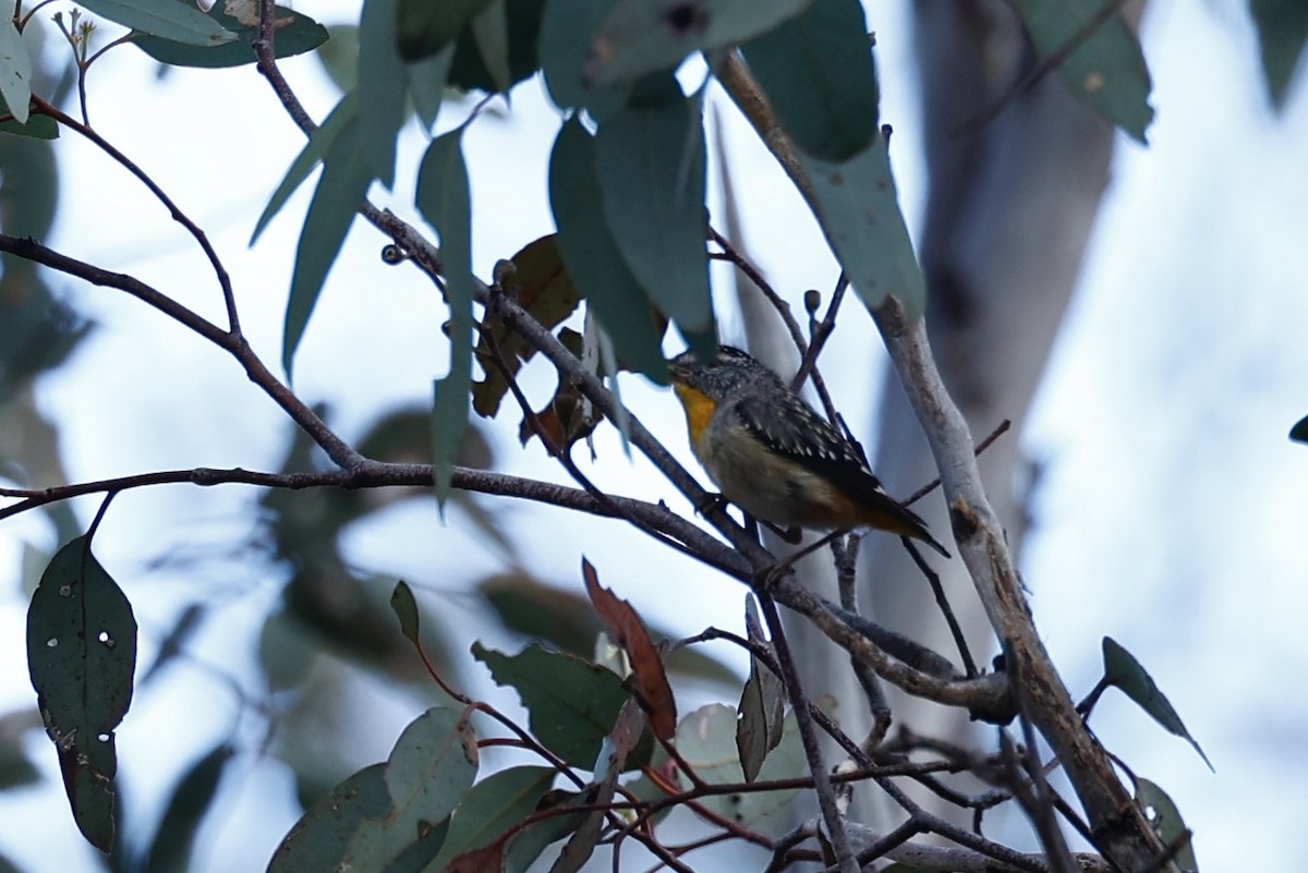 Spotted Pardalote - ML646978525
