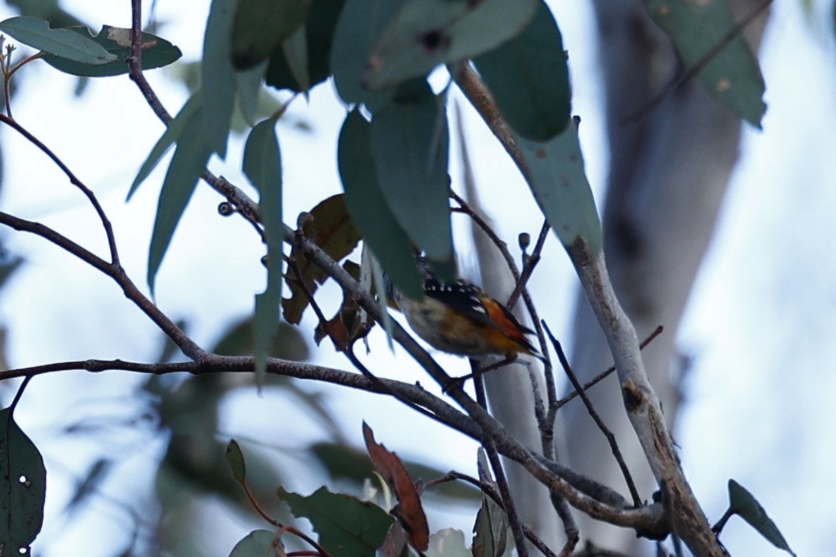 Spotted Pardalote - ML646978526