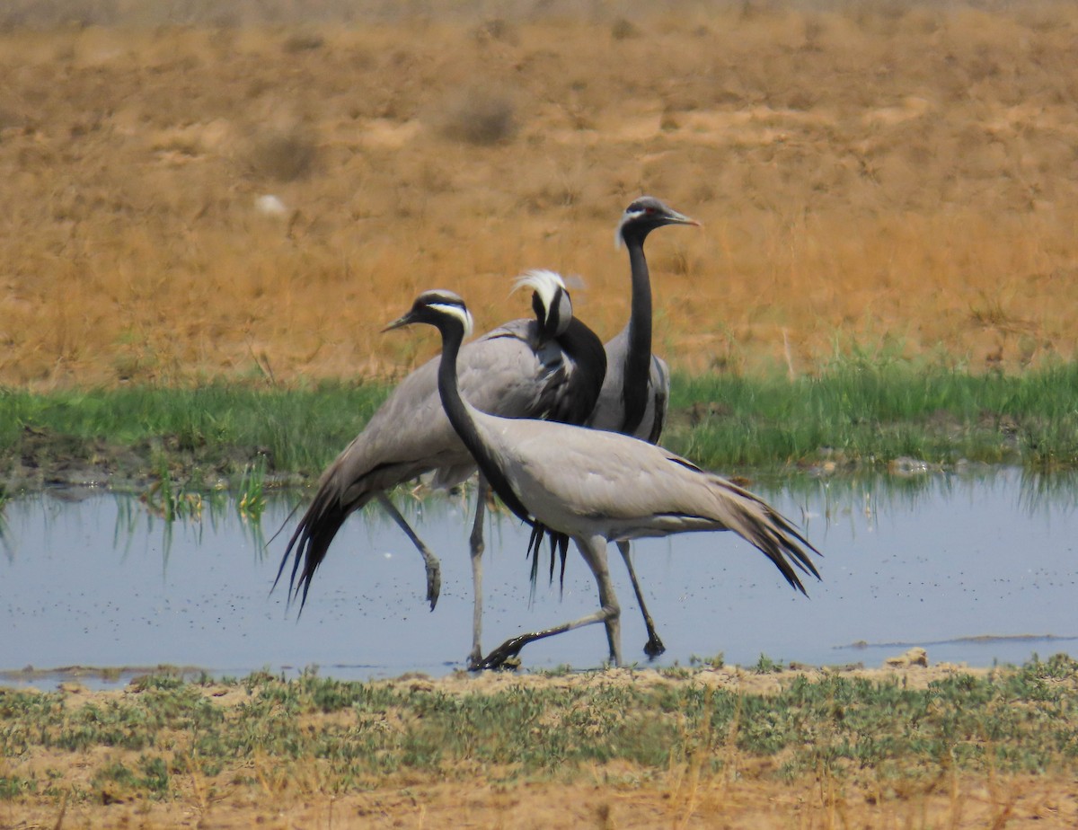 Telli Turna - ML646978527