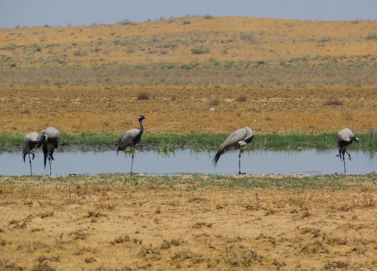 Telli Turna - ML646978528