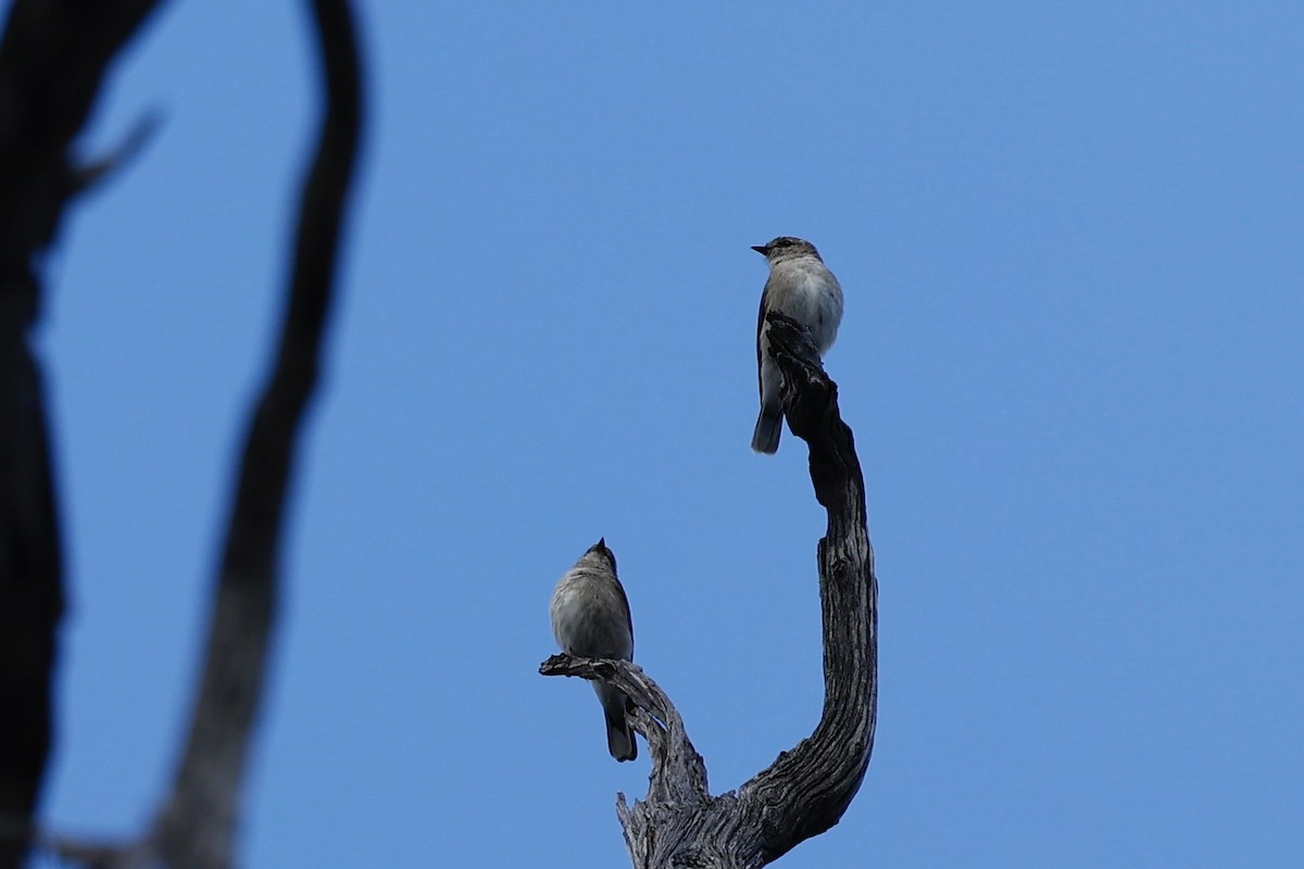 Jacky-winter - ML646978530