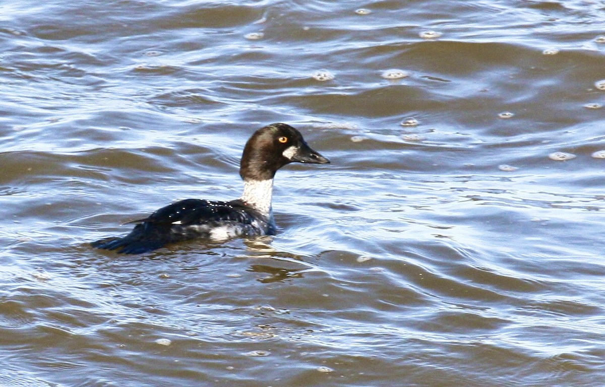 鵲鴨 - ML646978533