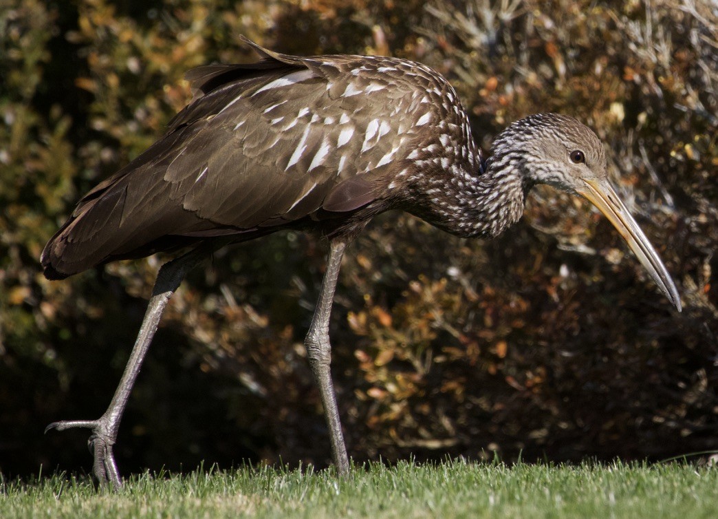Limpkin (Speckled) - ML646978534