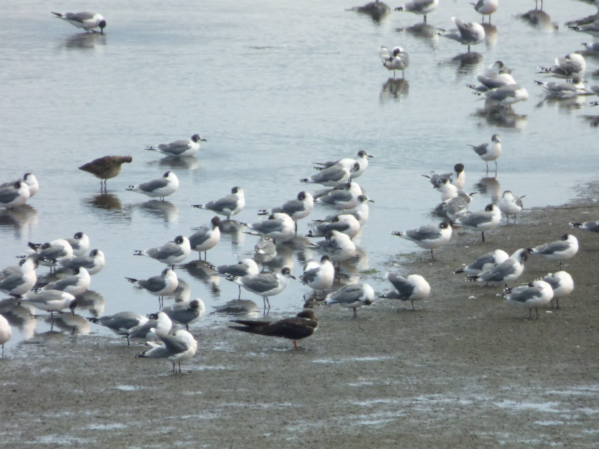 racek vnitrozemský - ML646978535