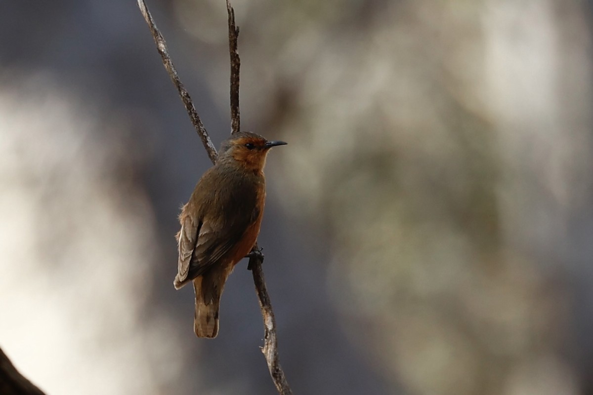 Rufous Treecreeper - ML646978536