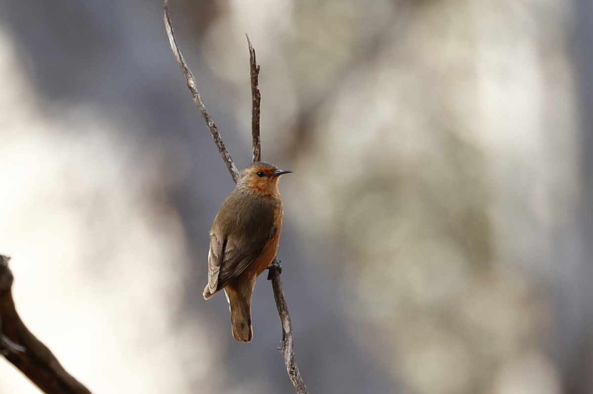 Rufous Treecreeper - ML646978537