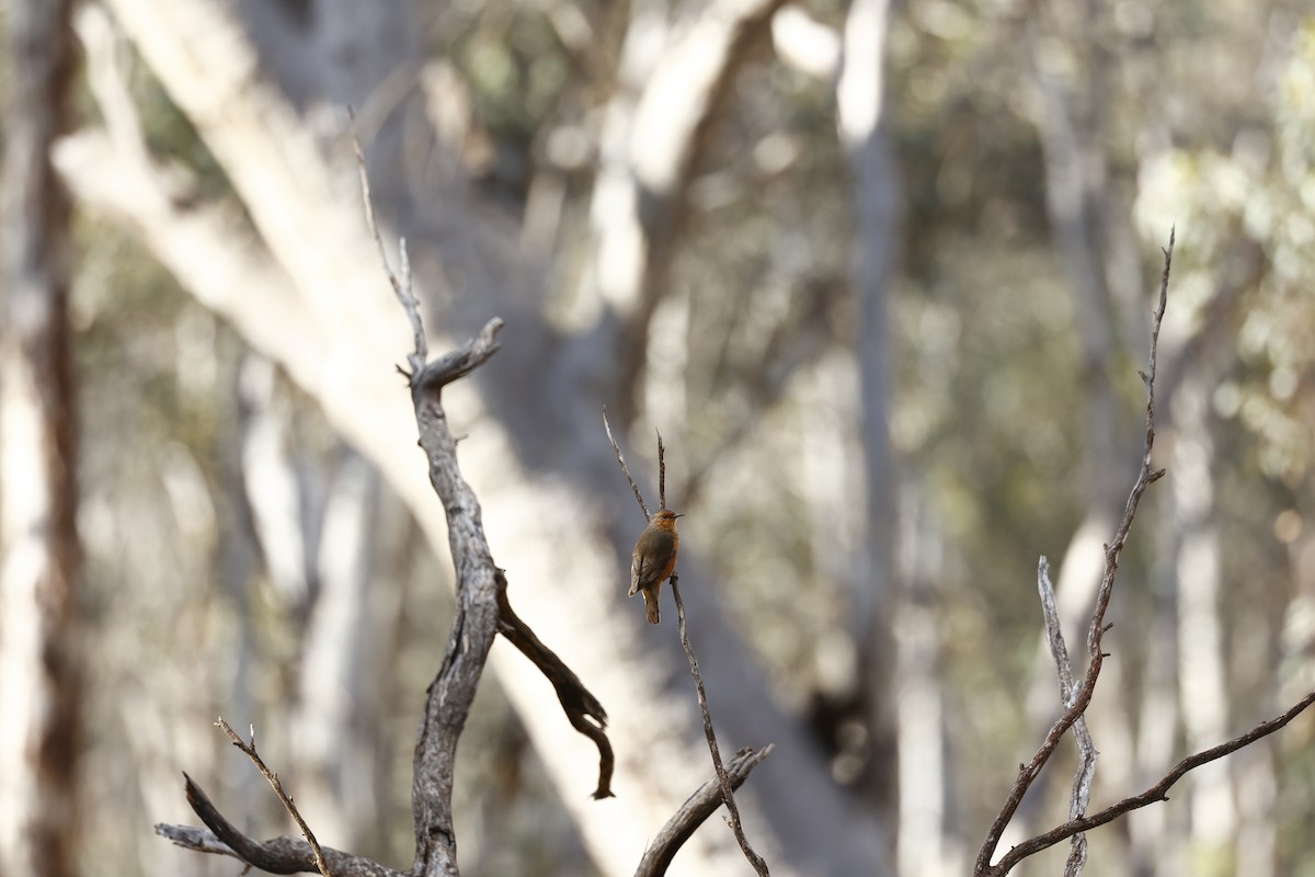 Rufous Treecreeper - ML646978538