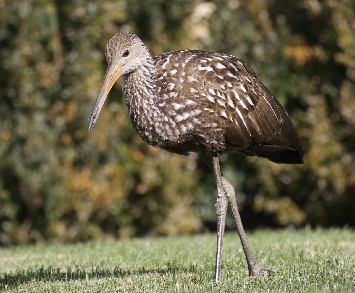Limpkin (Speckled) - ML646978539
