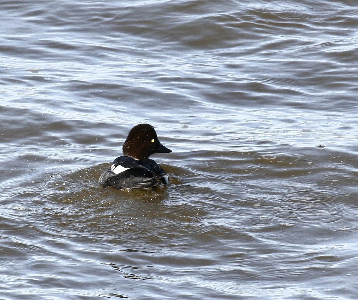 鵲鴨 - ML646978540