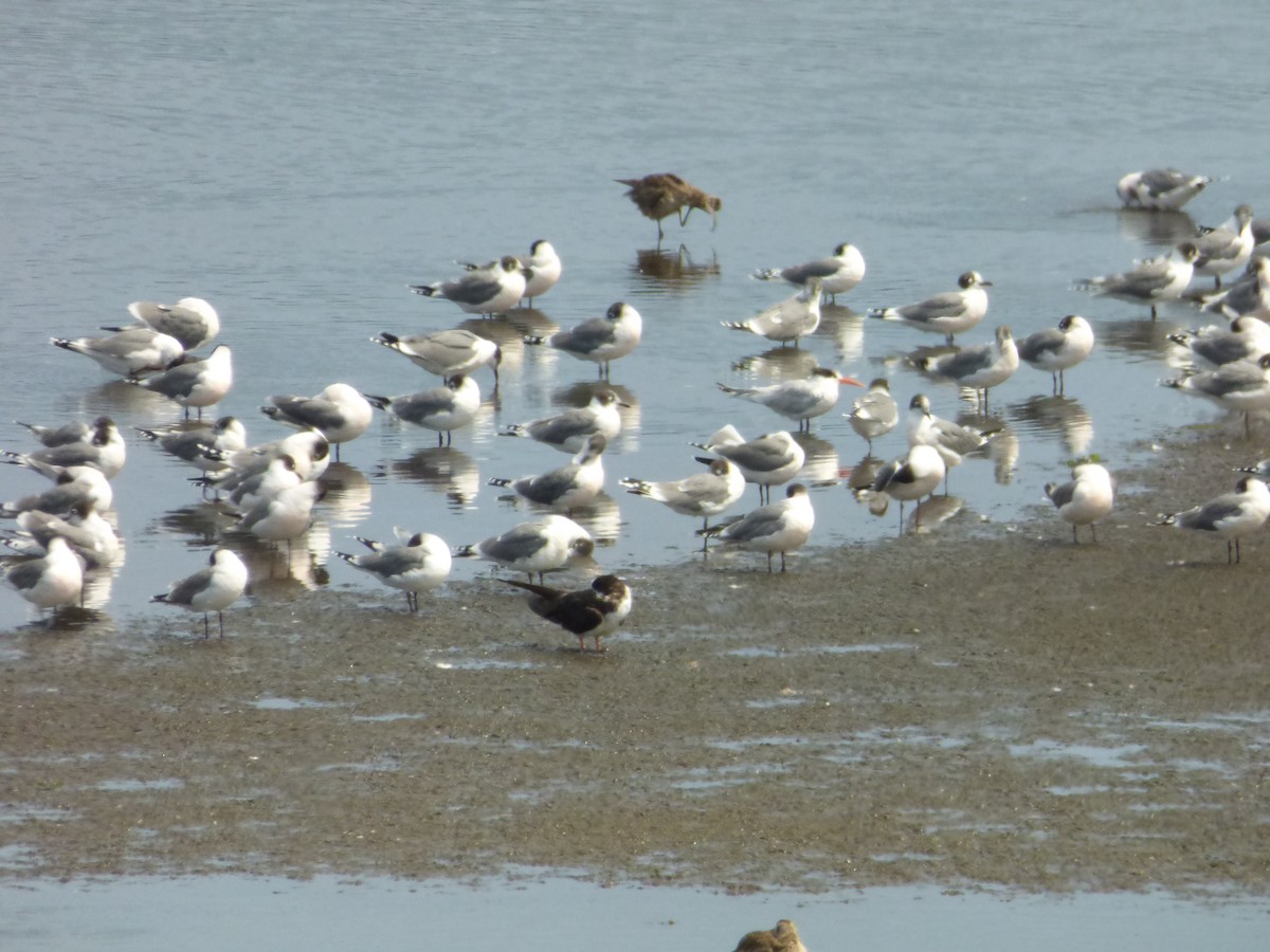 rybák západní - ML646978541