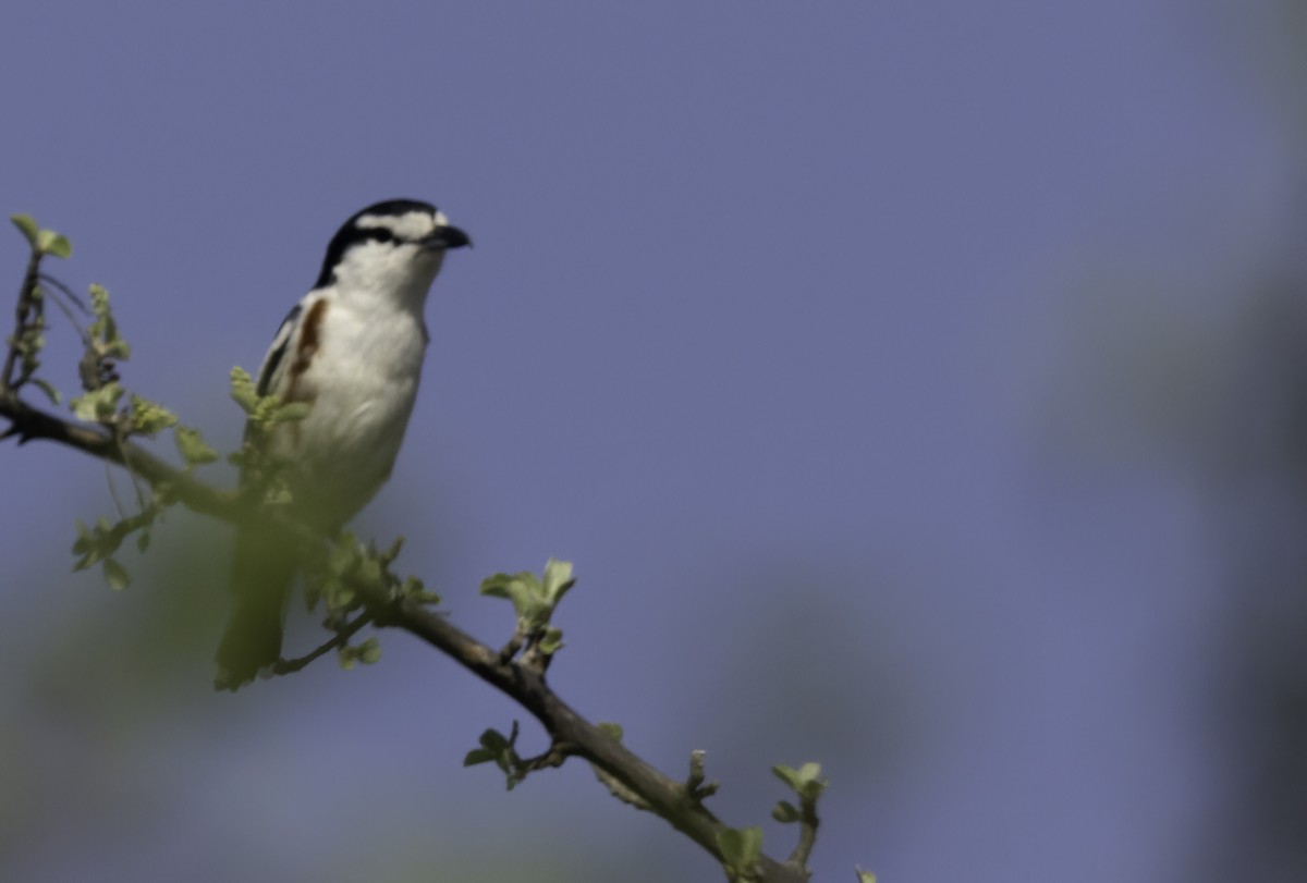 Brubru - ML646978542